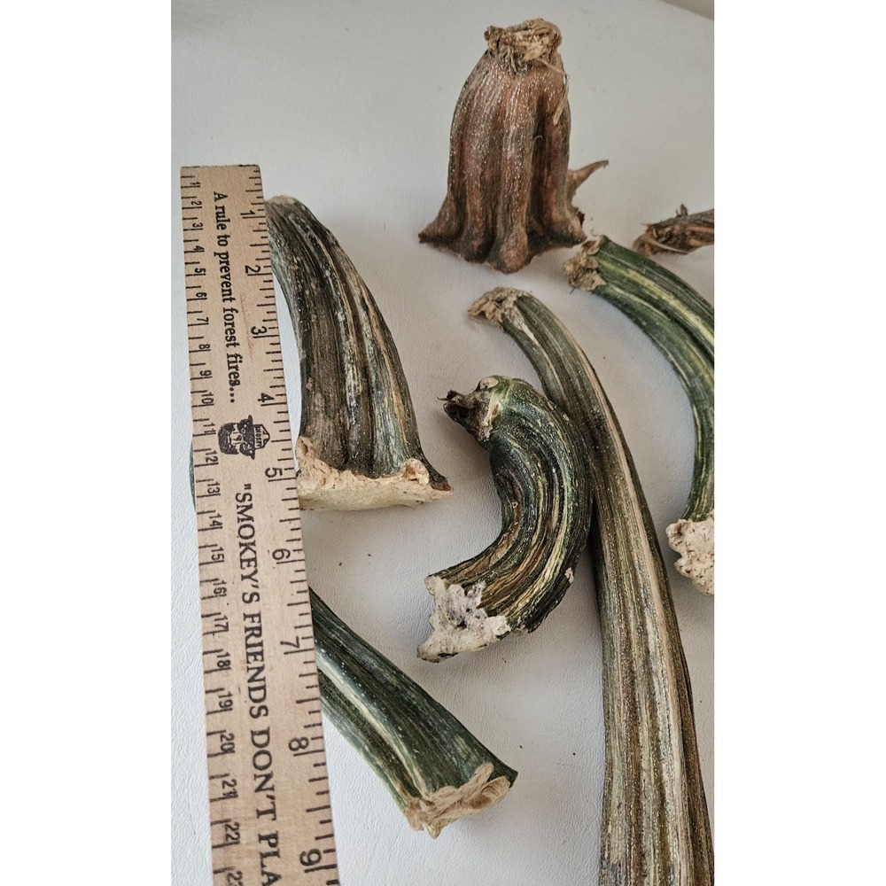 Naturally Dried Pumpkin Stems Various Sizes for Crafting - Picture 4 of 8